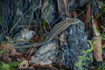 Obraz premium The sand lizard (Lacerta agilis) on a wooden beam in the grass. Green lizard close up.