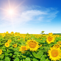 Fototapeta premium Sunflower with blue sky and beautiful sun.