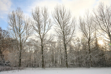 trees in the snow