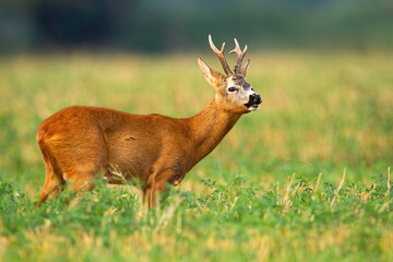Roe deer, capreolus capreolus, buck standing on a field and sniffing with nose in rutting season. Mammal in wilderness stretching neck and holding head up.