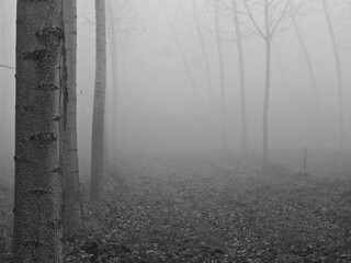 Naklejka premium OLYMPUS DIGITAL CAMERA