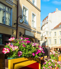 Fototapeta na wymiar Flowers, old town, Tallinn, Estonia