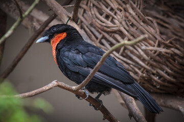 Black bird with red crop