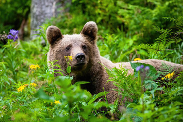 Fototapeta premium Majestic brown bear, ursus arctos, standing in greenery and observing surrounding. Wild animal in the nature from close up. Mammal in flowers from front view.