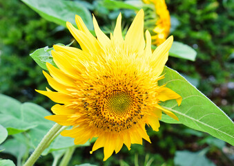 Brote de flor de girasol en un parque de Paris