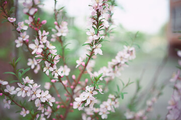 Fresh spring flowers on the branches. Blurred background.