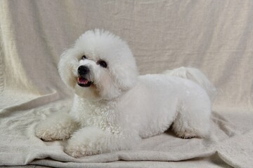 Closeup shot of a cute white poodle puppy on a beige textile
