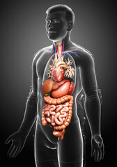 3d rendered medically accurate illustration of male Digestive System