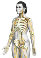 3d rendered medically accurate illustration ofa female nervous system and skeleton system