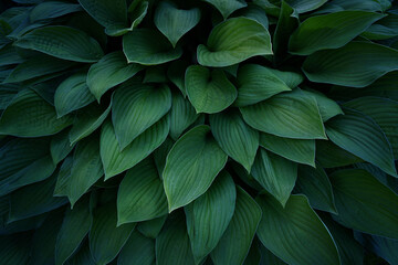 Fototapeta premium Green leaves background.
