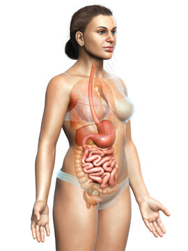3d rendered medically accurate illustration of female stomach
