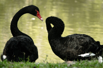 Fototapeta premium Two black swans stay near the lake. Lovely couple of black swans