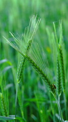 green rye field