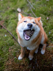 Shiba inu japanese dog puppy. 