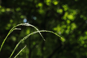 sunny flashes on the grass