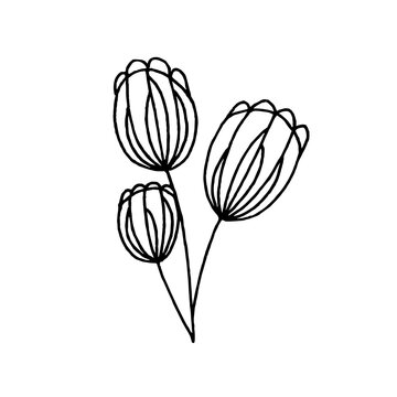 Drawn wildflowers. Black and white vector image. Idea for packaging, logo, icons, print. Isolated on a white background.