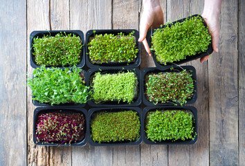 Female hands with a microgreen sprouts in a tray