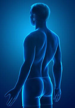 3d rendered illustration of the male body