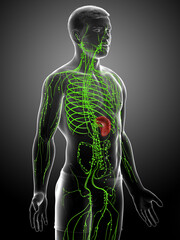 3d rendered medically accurate illustration of a male lymphatic system