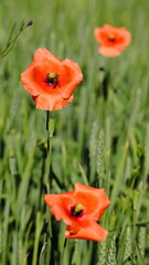 Czerwone maki w zbożu.