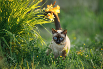 Blue-eyed cat in the Summer garden against the background of orange lilies in bloom