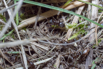 A nest-building ant. anthill