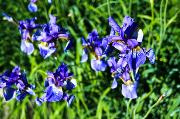 Violet and blue iris flowers closeup on green garden background. Sunny day. Lot of irises. Large cultivated flowerd of bearded iris (Iris germanica). Blue and violet iris flowers are growing in garden