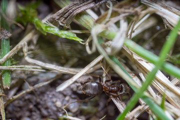 A nest-building ant. anthill