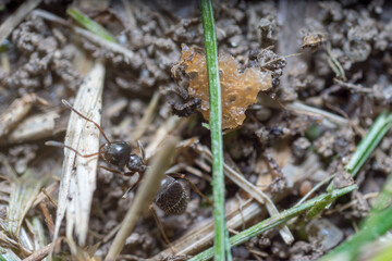 A nest-building ant. anthill