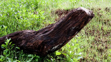 Cut wood trunk isolated against green background.