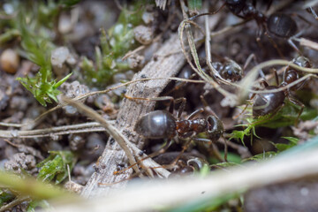A nest-building ant. anthill