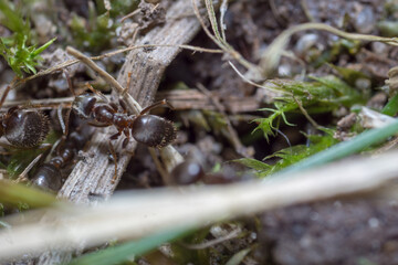 A nest-building ant. anthill