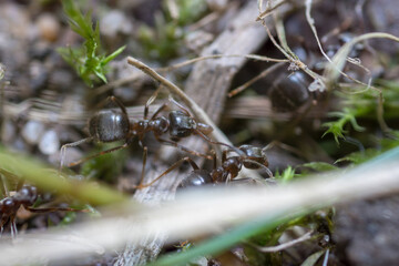 A nest-building ant. anthill