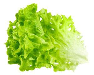salad, lettuce leaf, isolated on white background, clipping path, full depth of field - obrazy, fototapety, plakaty