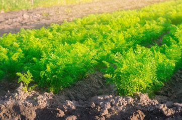 Plantations of young carrots grow in the field on a sunny day. Vegetable rows. Growing vegetables. Farm. Crops Fresh Green Plant. Agriculture, farming. Carrot. Close-up. Selective focus