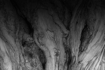 black and white texture wood background,nature,copy space