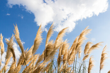 A fluffy reed panicles glowing in the sun against blue sky. Yellow thickets of dry reeds on the wind