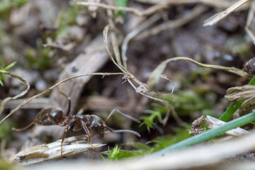 A nest-building ant. anthill