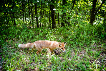 Red fox (Vulpes vulpes), Muran plain, Slovakia, animal scene