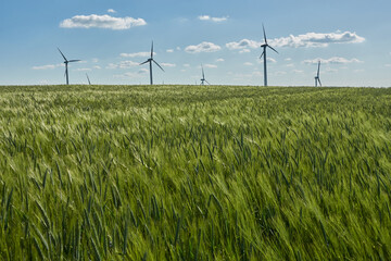 Many wind turbines against a blue cloudy sky, green wheat field in the foreground.