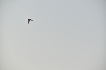 Flying house sparrow in the blue sky.