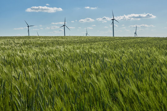 Many wind turbines against a blue cloudy sky, green wheat field in the foreground.