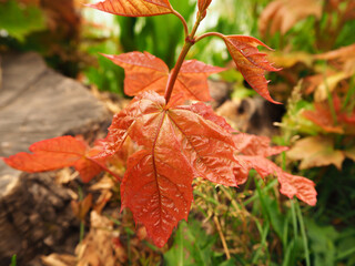 A saturated red leaf of maple on a small stem growing in a forest near a stump