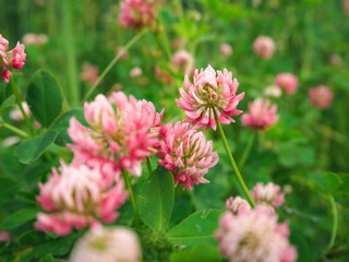 Green glade with clover. White-pink flowers with lush buds.
