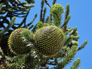 Araucaria cones close up