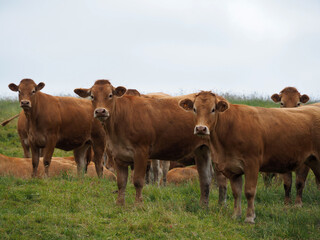 trois vaches limousines 