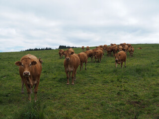 Naklejka na ściany i meble troupeau de vache dans un champ en été 