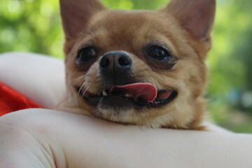 french bulldog puppy
