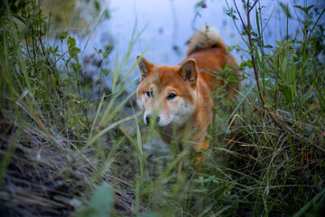 Shiba inu japanese dog puppy. 