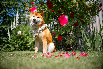 Shiba inu japanese dog puppy.  Roses and rose leaves are all around.